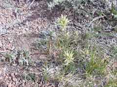 Castilleja nana