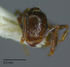 Tetramorium hungaricum