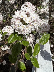 Viburnum × burkwoodii