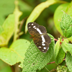 Castilia