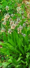 Plantago lagopus