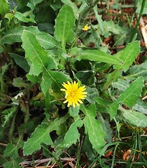 Reichardia picroides