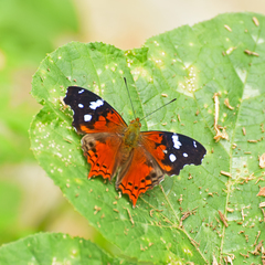 Hypanartia trimaculata