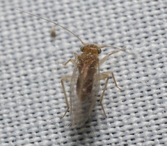 Hemipsocidae