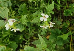 Diplotaxis erucoides