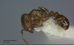 Tetramorium hungaricum