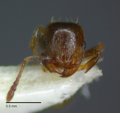 Tetramorium hungaricum
