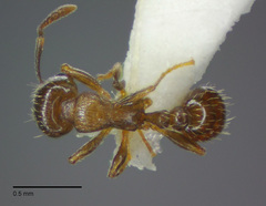 Tetramorium hungaricum