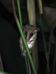 Didelphinae