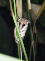 Didelphinae
