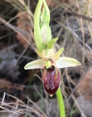 Ophrys exaltata