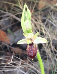 Ophrys exaltata