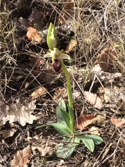 Ophrys exaltata