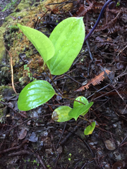 Smilax melastomifolia