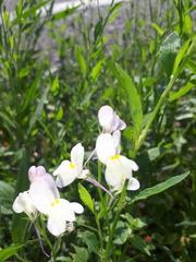 Linaria maroccana