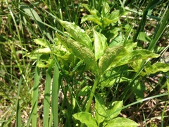 Uromyces ari-triphylli