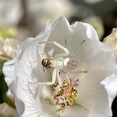 Mecaphesa californica