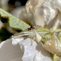 Mecaphesa californica