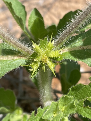 Hispid starbur (Acanthospermum hispidum)
