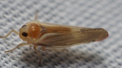 Omolicna texana