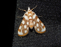 Obtusipalpis pardalis