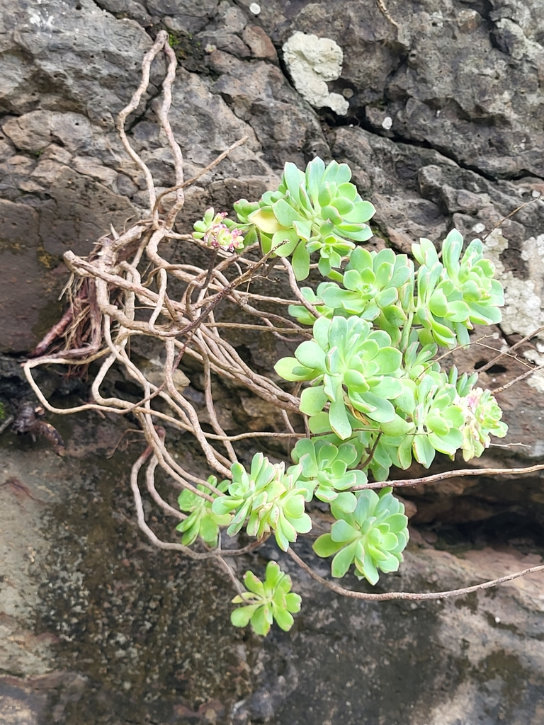 Aeonium castello-paivae, Agulo, Provinz Santa Cruz de Tenerife, Spanien