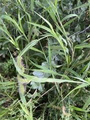 Setaria verticillata image