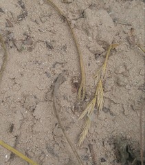 Tetragonoderus latipennis