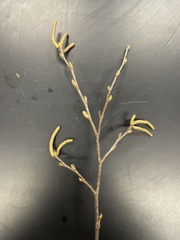 Betula nigra