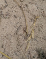 Tetragonoderus latipennis