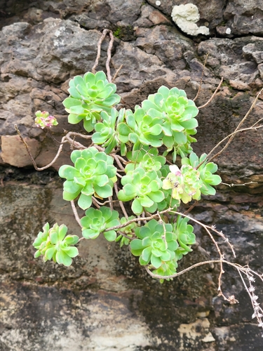 Aeonium castello-paivae