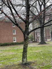Acer rubrum