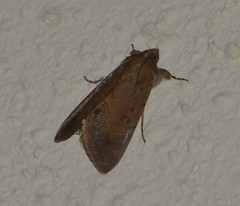 Litoprosopus futilis