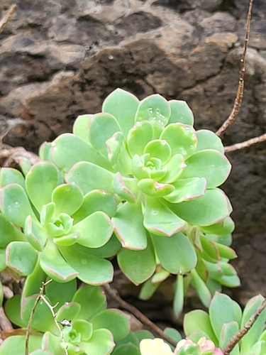 Aeonium castello-paivae