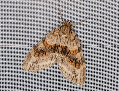 Trichopteryx polycommata