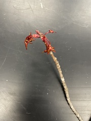 Acer rubrum