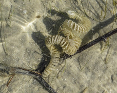 Sinistrofulgur sinistrum