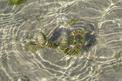 Sinistrofulgur sinistrum