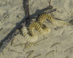 Sinistrofulgur sinistrum