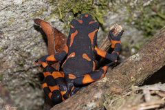 Atelopus varius