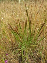 Elymus multisetus