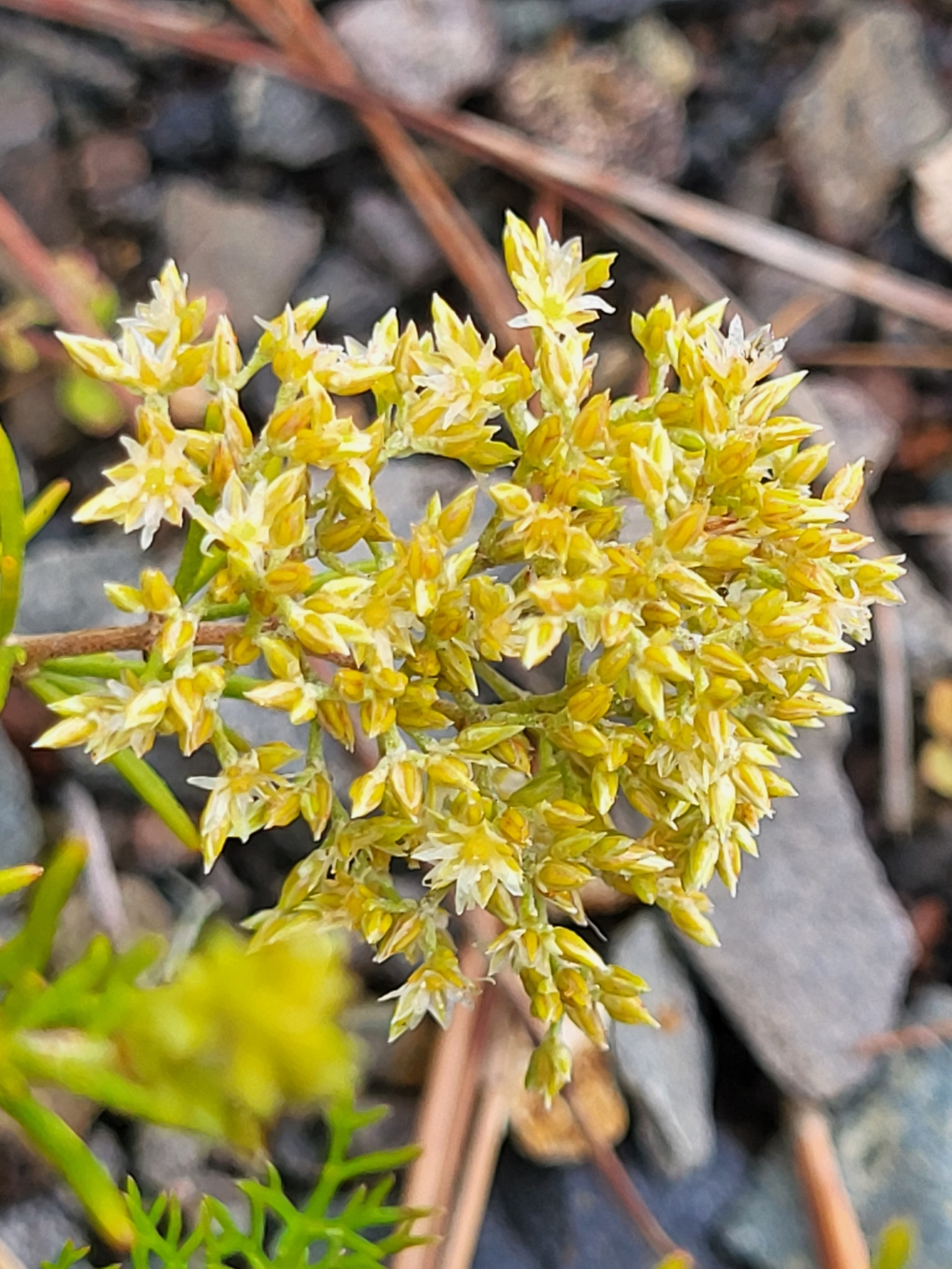 Polycarpaea