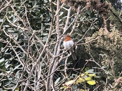 Erithacus rubecula superbus