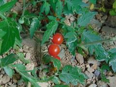 Solanum lycopersicum cerasiforme