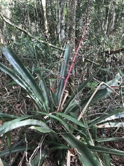 Hohenbergia