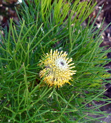 Isopogon anethifolius