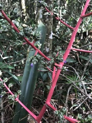 Hohenbergia