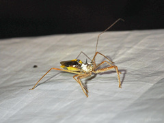 Epidaus