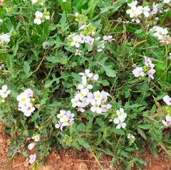 Diplotaxis erucoides