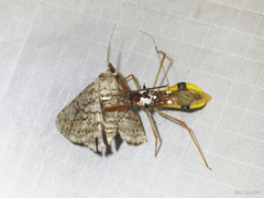 Epidaus